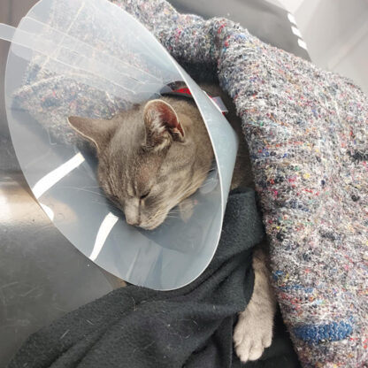 Sjuk katt hos veterinär