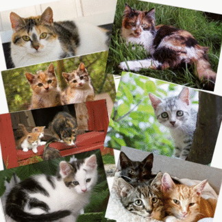Vykort med KKS-katter 10-pack